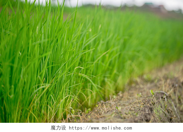 美丽的绿色稻田美丽的绿色稻田与蓝蓝的天空，背景概念